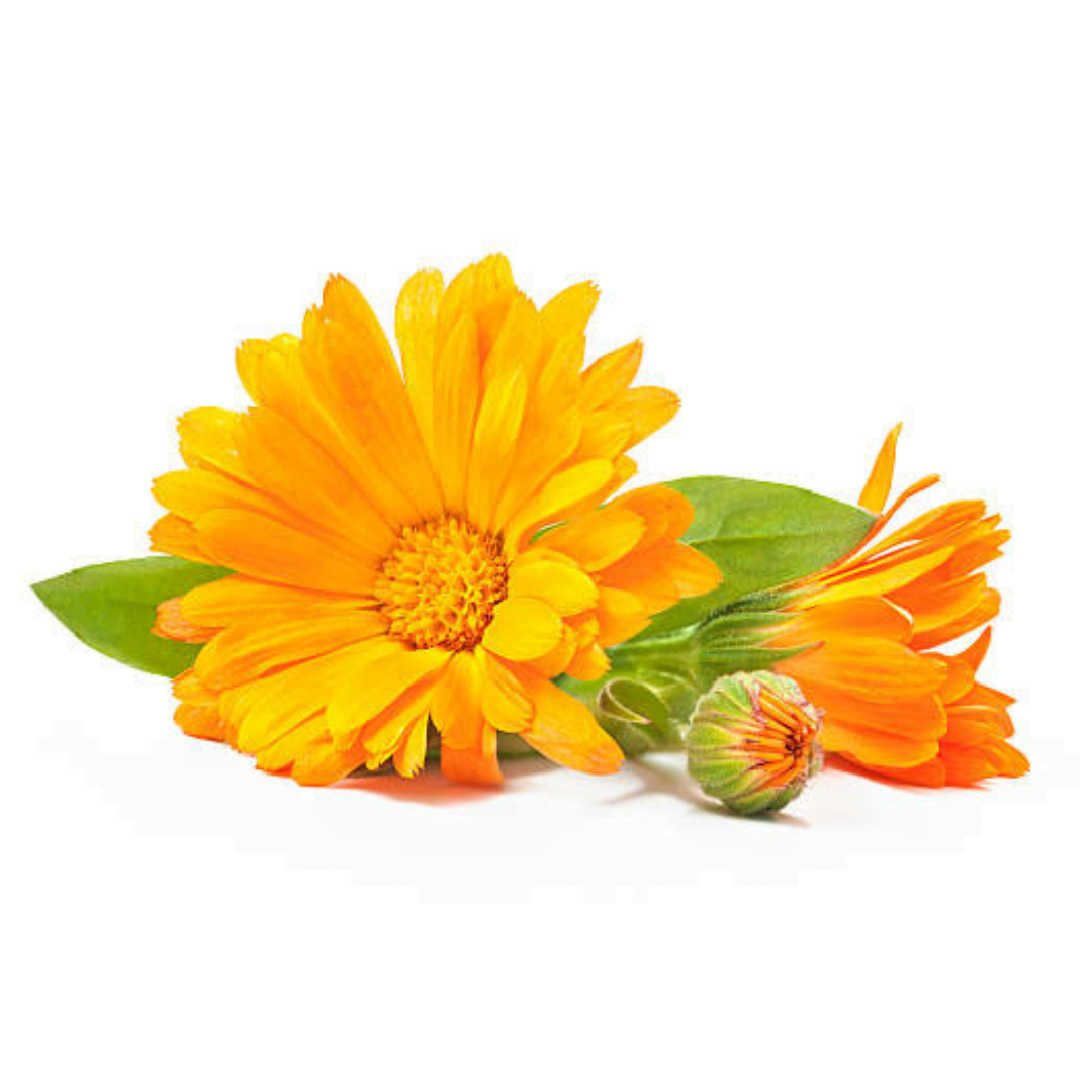 Calendula Officinalis