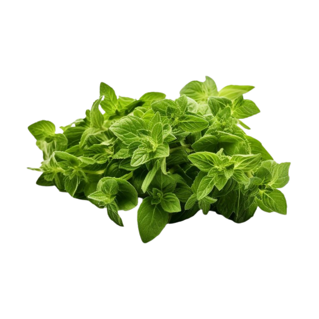 Basil